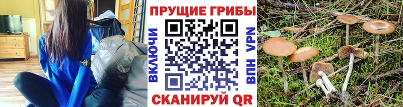 Галлюциногенные грибы Psilocybine cubensis  Усть-Лабинск 